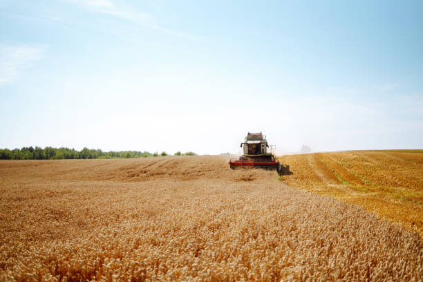 istock Harvesting. Modern industrial combine 1499171227