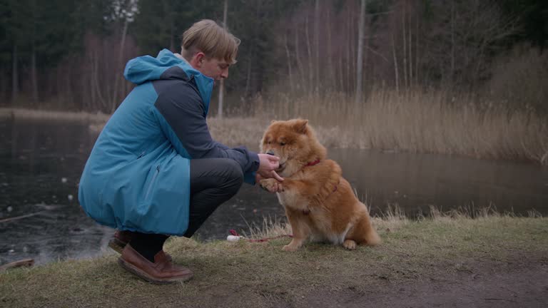 A Chow Chow Dog Enjoying Some Tasty Treats