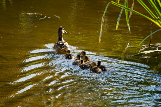 mother duck with ducklings taking a bath in a river. - walking bird teamwork water bird imagens e fotografias de stock