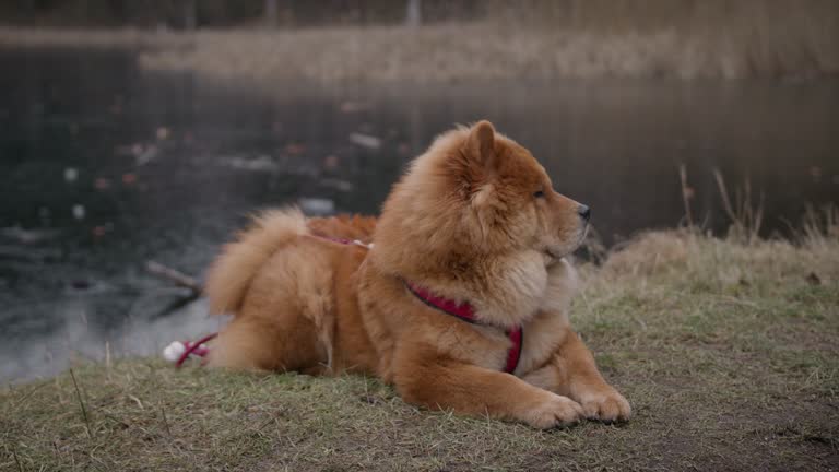 A Chow Chow Enjoying The Lakeside