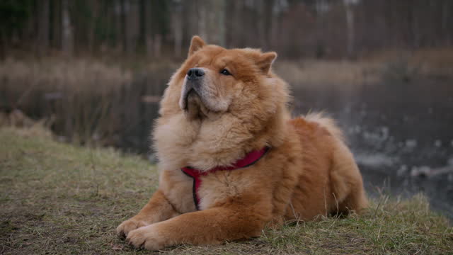 A Chow Chow Relaxing On The Grass Near A Lake