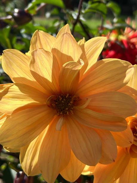 花 - ダリア神秘的なファンタジー - flower arrangement wildflower bouquet dahlia ストックフォトと画像