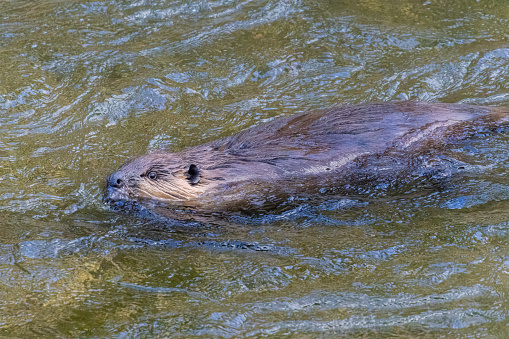 Florida river otter in the beautiful natural surroundings of Orlando Wetlands Park in central Florida.  The park is a large marsh area which is home to numerous birds, mammals, and reptiles.