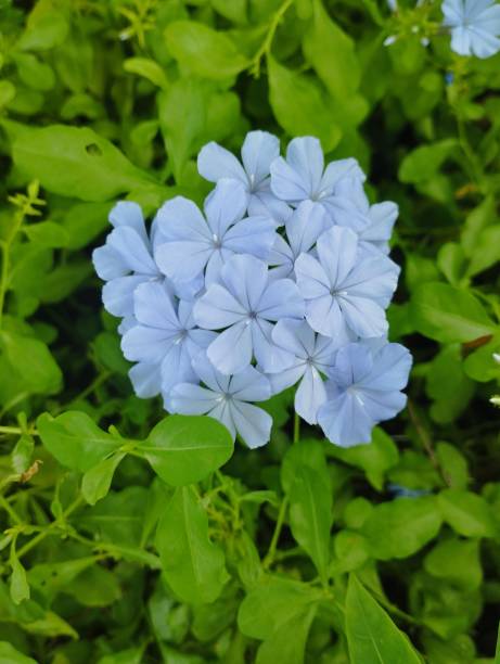 istock Purple flowers bloom in graden for backgrounds. 1499174042