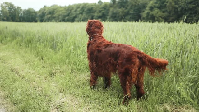 Dog Irish Setter stands wheat field with grass along country road for walk with his owner sticking out tongue in summer in sun at sunset slow motion. Pet runs quickly in meadow. Lifestyle. Pet
