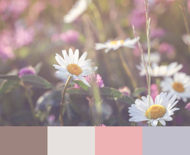 istock color matching palette, magazine collage style, artistic mood board concept. selective focus. daisies ,clover and wildflowers on blurry background 1499175125