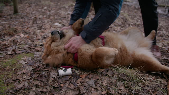 A Man Giving His Chow Chow Dog A Belly Rub