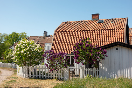 White single family home in idyllic residential area in rural Sweden with colorful flowers in garden of Sandhamn island in Stockholm archipelago