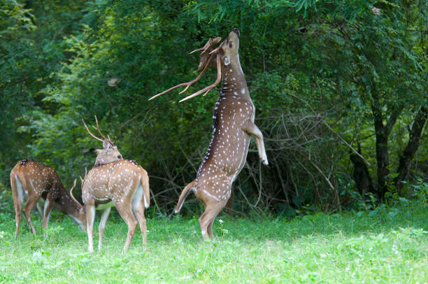 A first set of images of the deer of India. Each image is individually captioned.
