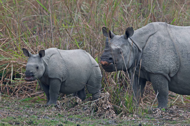 istock Indian One-horned Rhinoceros - that prehistoric looking beast 1499176993