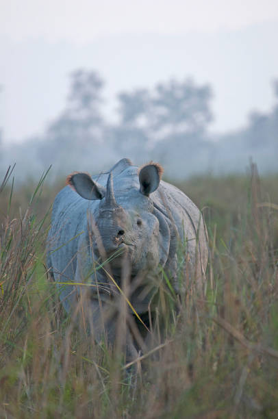 istock Indian One-horned Rhinoceros - that prehistoric looking beast 1499177004
