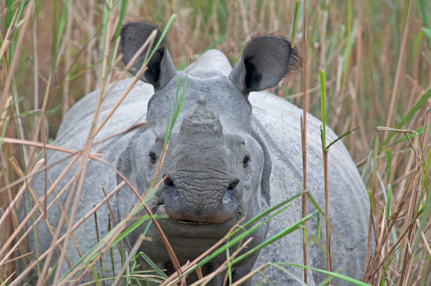 istock Indian One-horned Rhinoceros - that prehistoric looking beast 1499177005