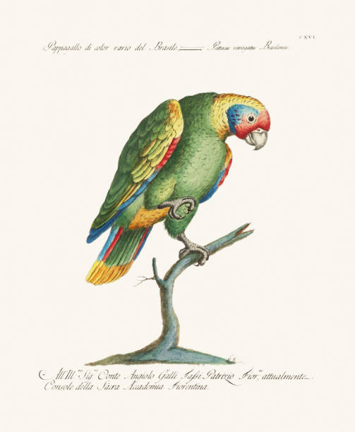 Antique Parrot illustration. 18th Century Ornithological Illustration of a Green Parrot