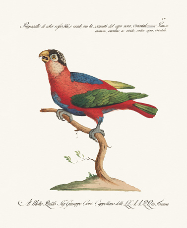 Antique Parrot illustration. 18th Century Ornithological Illustration of a Red Parrot