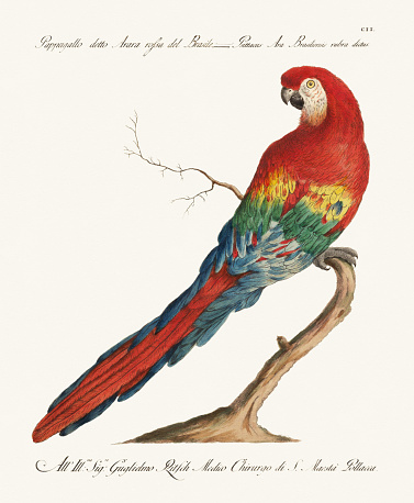 Antique Macaw illustration. 18th Century Ornithological Illustration of a Red Macaw