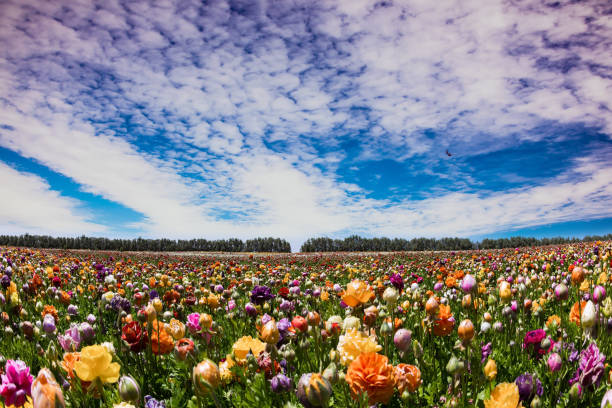 istock Garden buttercups /ranunculus/ 1499178161