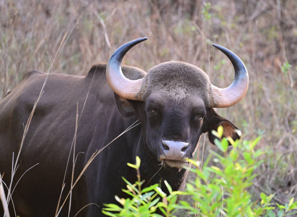 istock SOME MIX UNGULATES - Gaur and Antelope - India 1499178315