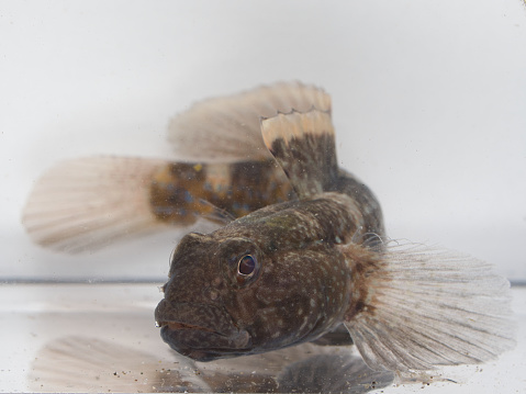 Goby fish (Bathygobius fuscus)
