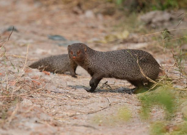 istock A Variety of Squirrels and Mongooses - India 1499179546