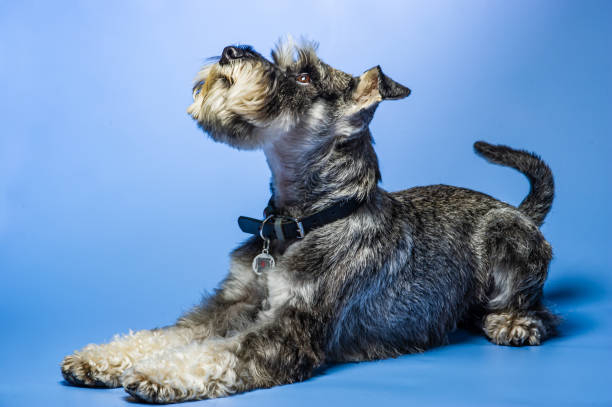 istock Miniature Schnauzer, 1 year old, standing in front of studio background. 1499179581
