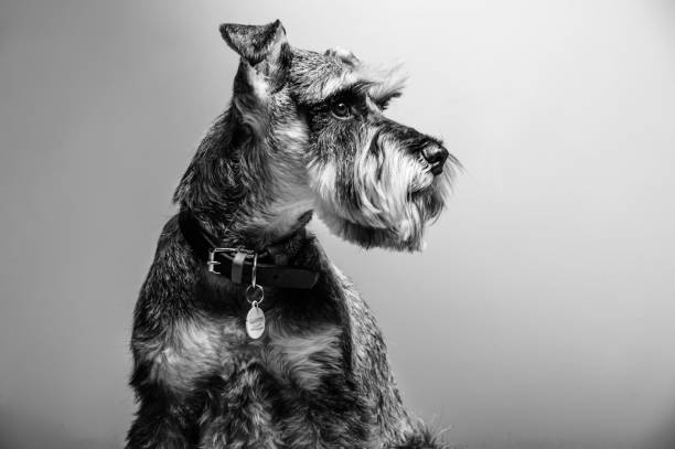 istock Miniature Schnauzer, 1 year old, standing in front of studio background. 1499179586