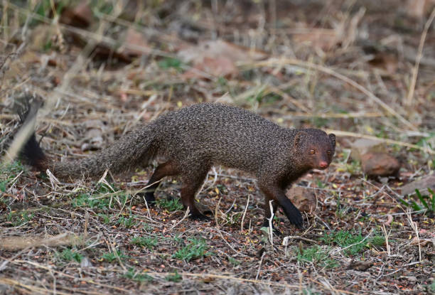 istock A Variety of Squirrels and Mongooses - India 1499179597