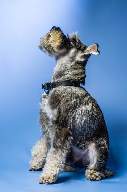 istock Miniature Schnauzer,standing in front of studio background. 1499179606