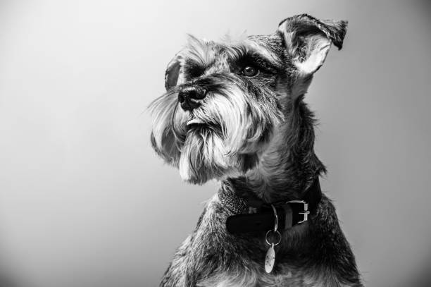 istock Miniature Schnauzer, 1 year old, standing in front of studio background. 1499179607