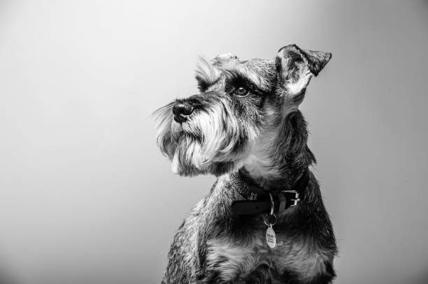 istock Miniature Schnauzer, 1 year old, standing in front of studio background. 1499179620