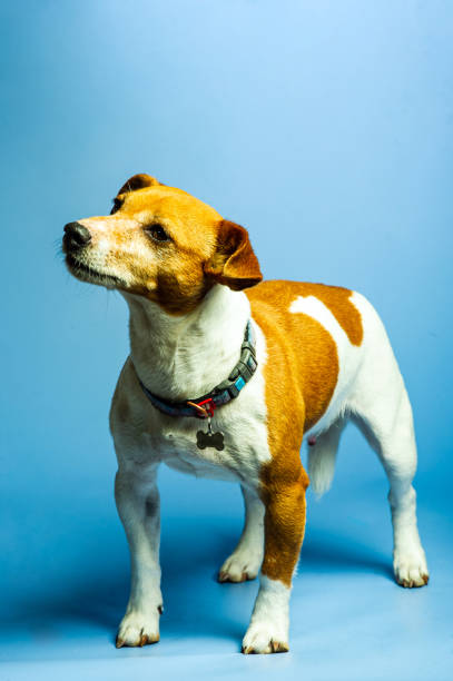 istock Young Jack Russel lady terrier in front of studio background 1499179766