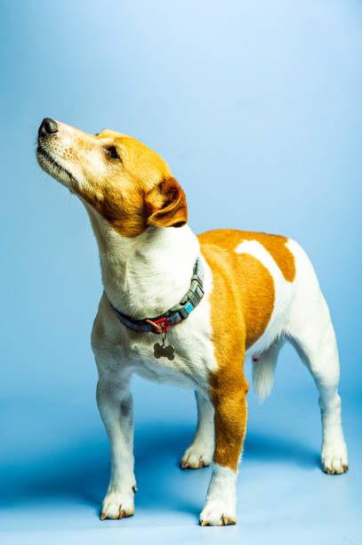 istock Young Jack Russel lady terrier in front of studio background 1499179773