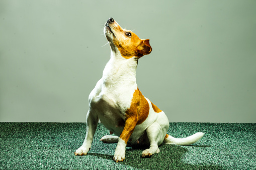 Joven Jack Russel lady terrier frente al fondo del estudio photo