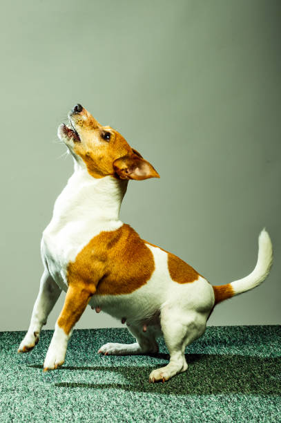 istock Young Jack Russel lady terrier in front of studio background 1499180397