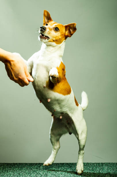 istock Young Jack Russel lady terrier in front of studio background 1499180415