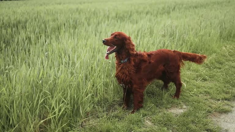 Dog Irish Setter stands wheat field with grass along country road for walk with his owner sticking out tongue in summer in sun at sunset slow motion. Pet runs quickly in meadow. Lifestyle. Pet