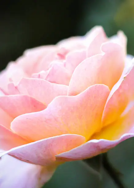 This download includes a 1544px x 2162px JPG closeup nature photo featuring pastel and dreamy pink and yellow rose flower.