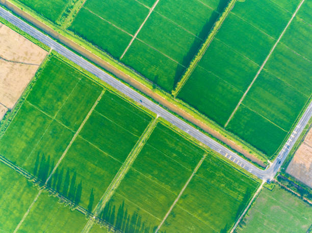 istock Overlook of green rice fields 1499181179