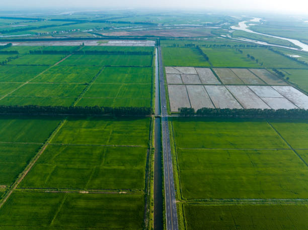 istock Overlook of green rice fields 1499181265