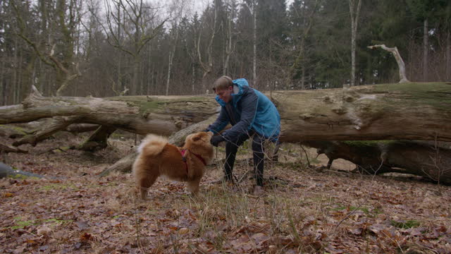 A Chow Chow Dog Playing With A Young Man
