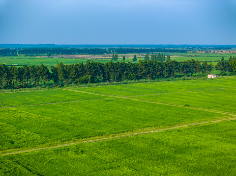 Overlook of green rice fields, spacious road