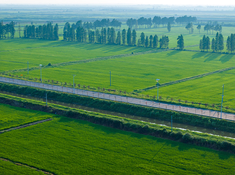 Overlook of green rice fields, spacious road