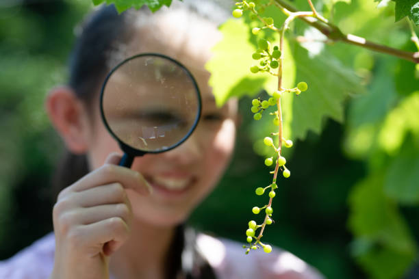istock Girl looking at small grapes with a magnifying glass 1499181998