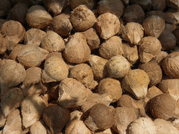 istock Vietnam, Mekong Delta, Coconut Factory 1499182649