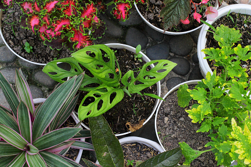 Aglonema plants, Aglonema ornamental plants are ornamental plants of the taro type found in tropical rain forests. This plant belongs to the group of monocotyledonous plants with fibrous roots