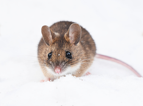 Wood mouse (apodemus flavicollis) in the snow in winter.