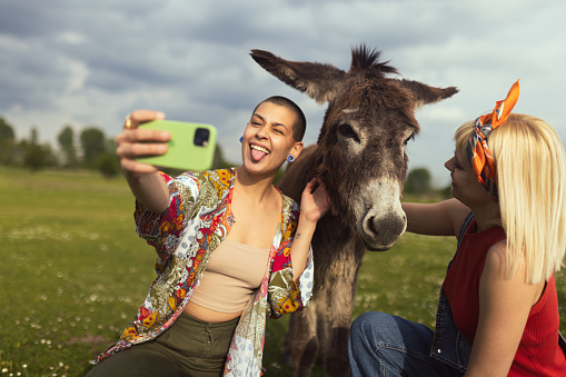 Two cheerful lesbian women enjoy a day in the countryside and take selfies with a donkey making silly faces