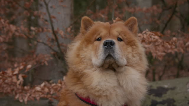 Close-up Shot Of An Adorable Chow Chow Dog