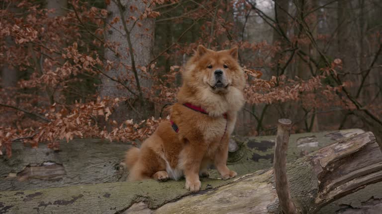 Adorable Chow Chow Dog Sitting In A Park