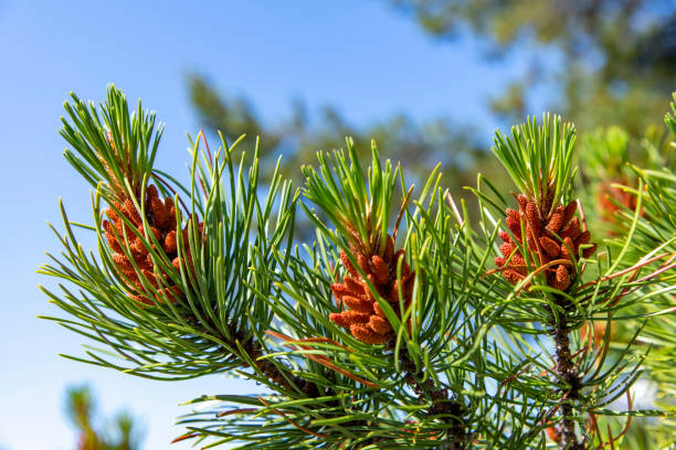 istock Close up of several young pine cones 1499185559