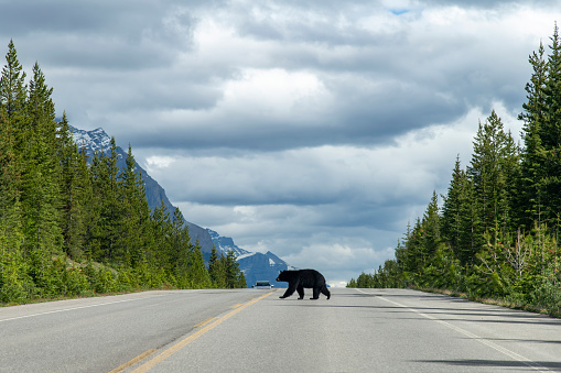 View over the length of the road of the Icefields Parkway, Alberta, Canada, a black bear in the middle crossing to the other side; in distance car approaching on other side